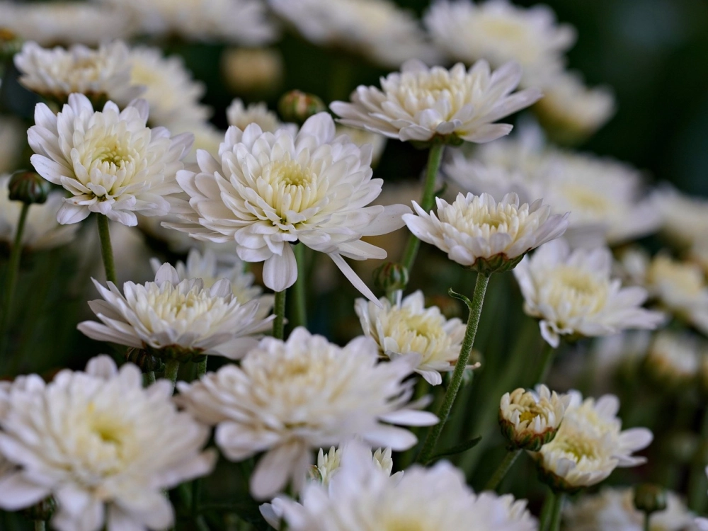 Vườn hoa cúc rực rỡ tràn đầy sức sống