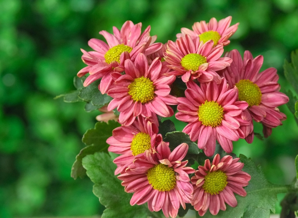 Hình hoa cúc giản dị mà cuốn hút