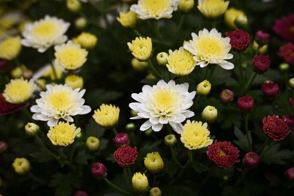 Hoa cúc dại khoe sắc giữa thiên nhiên