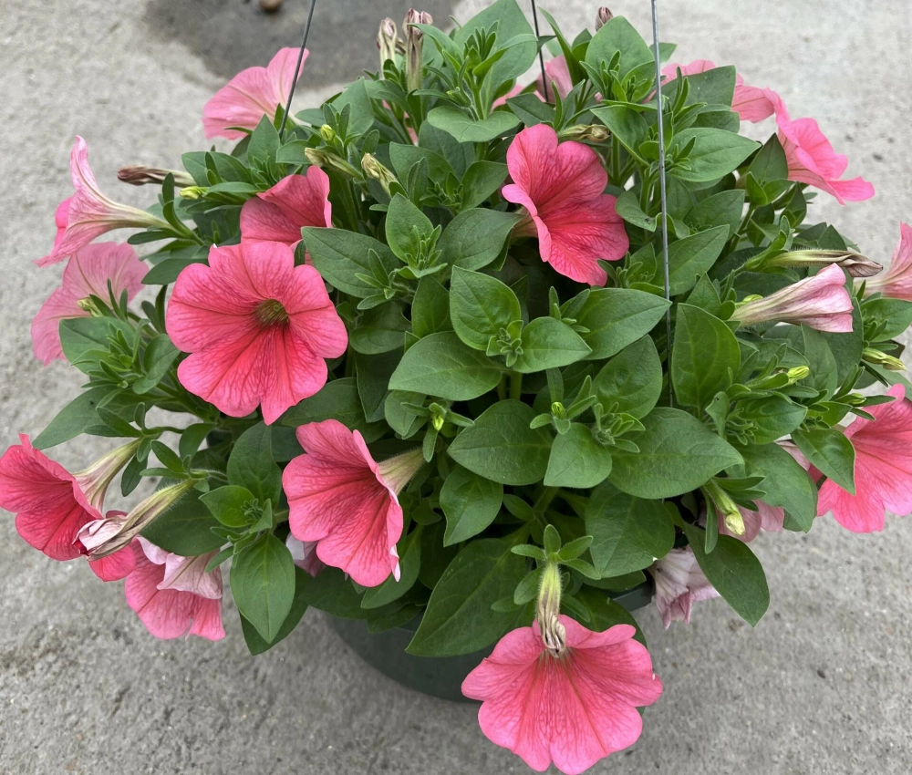 Cách trồng hoa dạ yến thảo đơn giản dễ áp dụng