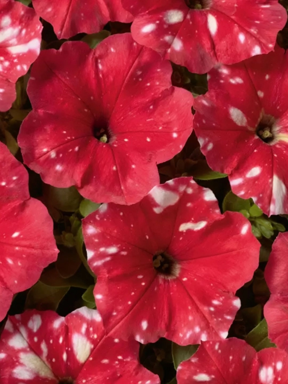 Hình nền hoa dạ yến thảo nhẹ nhàng tinh tế