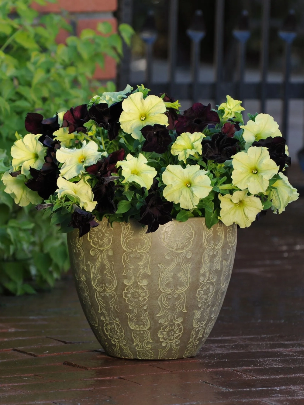 Những chậu hoa dạ yến thảo đẹp làm sáng không gian