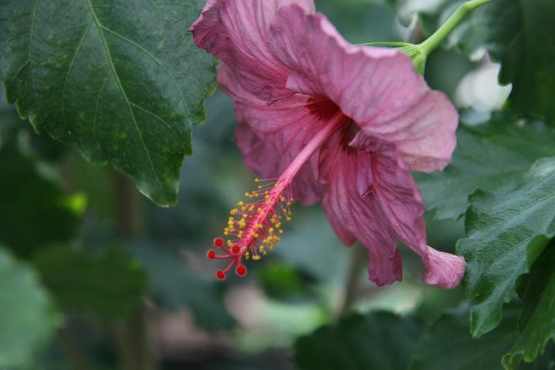 Hoa râm bụt mộc mạc mang nét đẹp thân quen