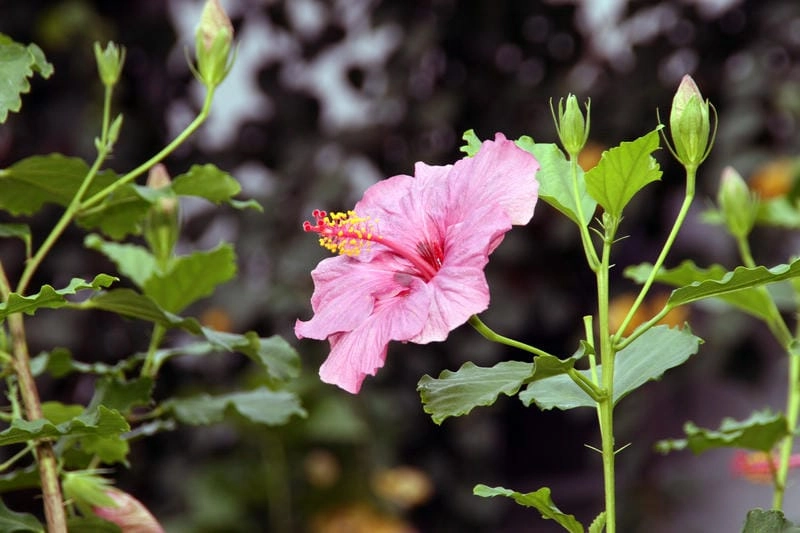 Hình ảnh hoa dâm bụt ghi lại sắc màu tuổi thơ