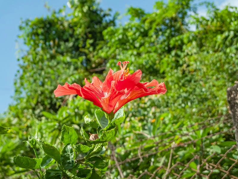 Bông dâm bụt đỏ thắm nổi bật giữa nắng