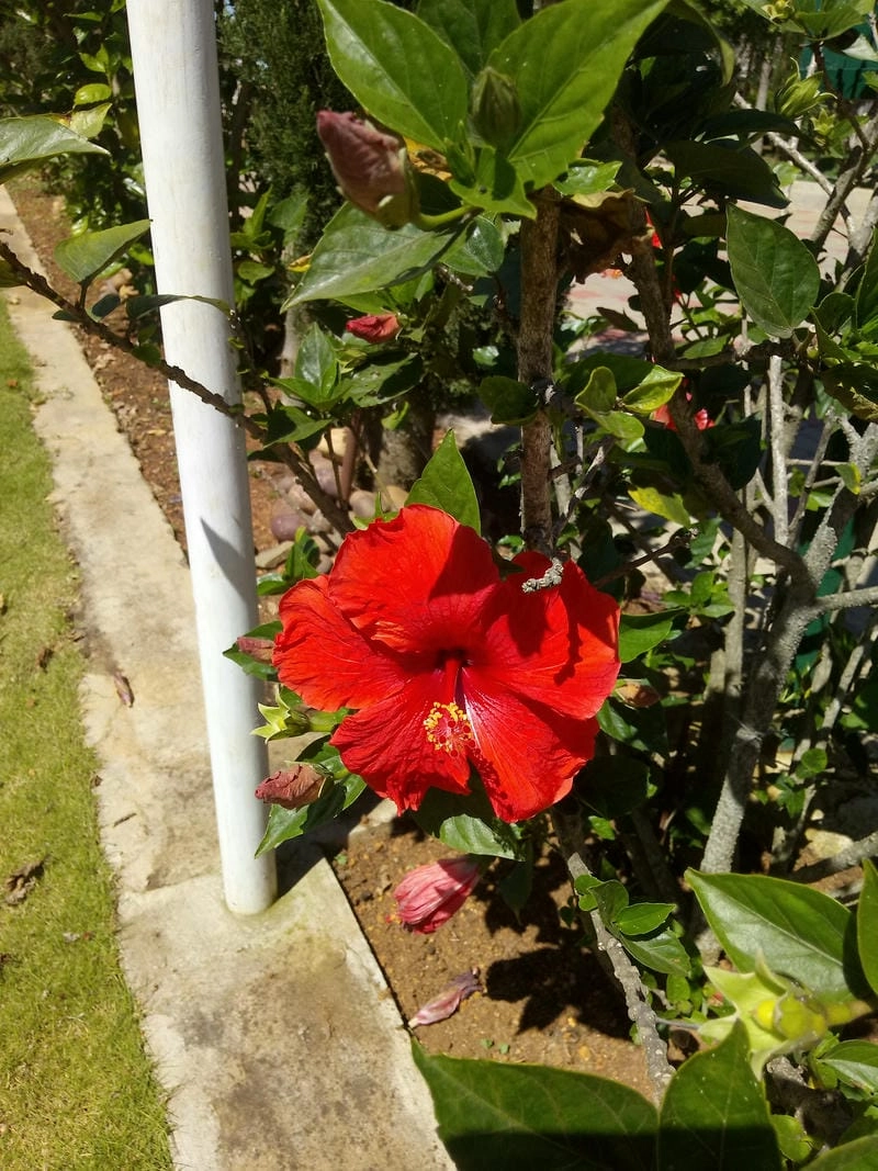 Hình nền hoa dâm bụt tươi tắn đầy sức sống