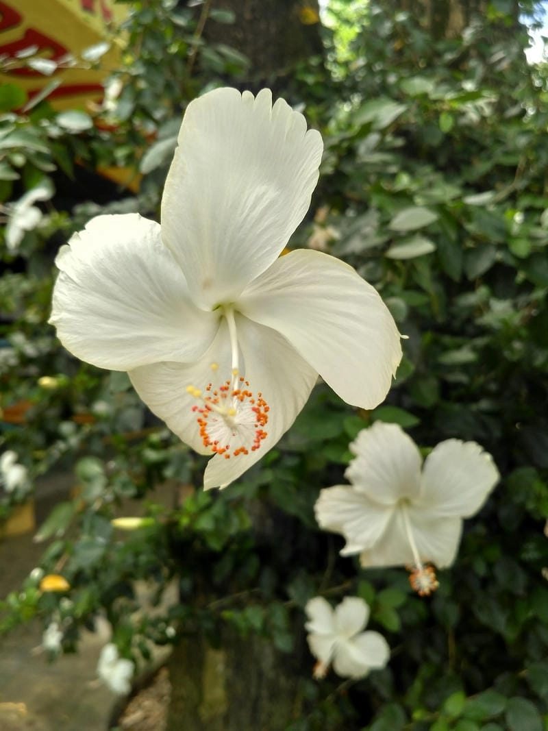 Đặc điểm hoa dâm bụt nổi bật cánh lớn mềm