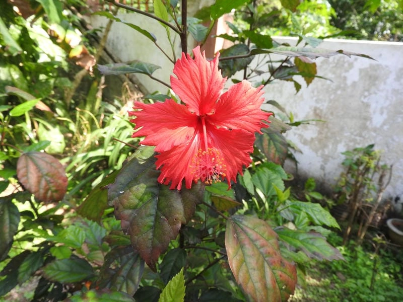 Sự tích hoa dâm bụt gắn liền chuyện dân gian