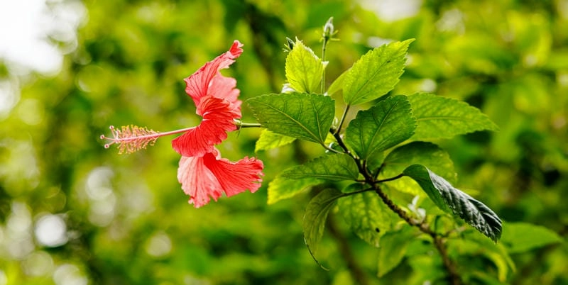 Xem hoa dâm bụt để tìm lại cảm giác yên bình