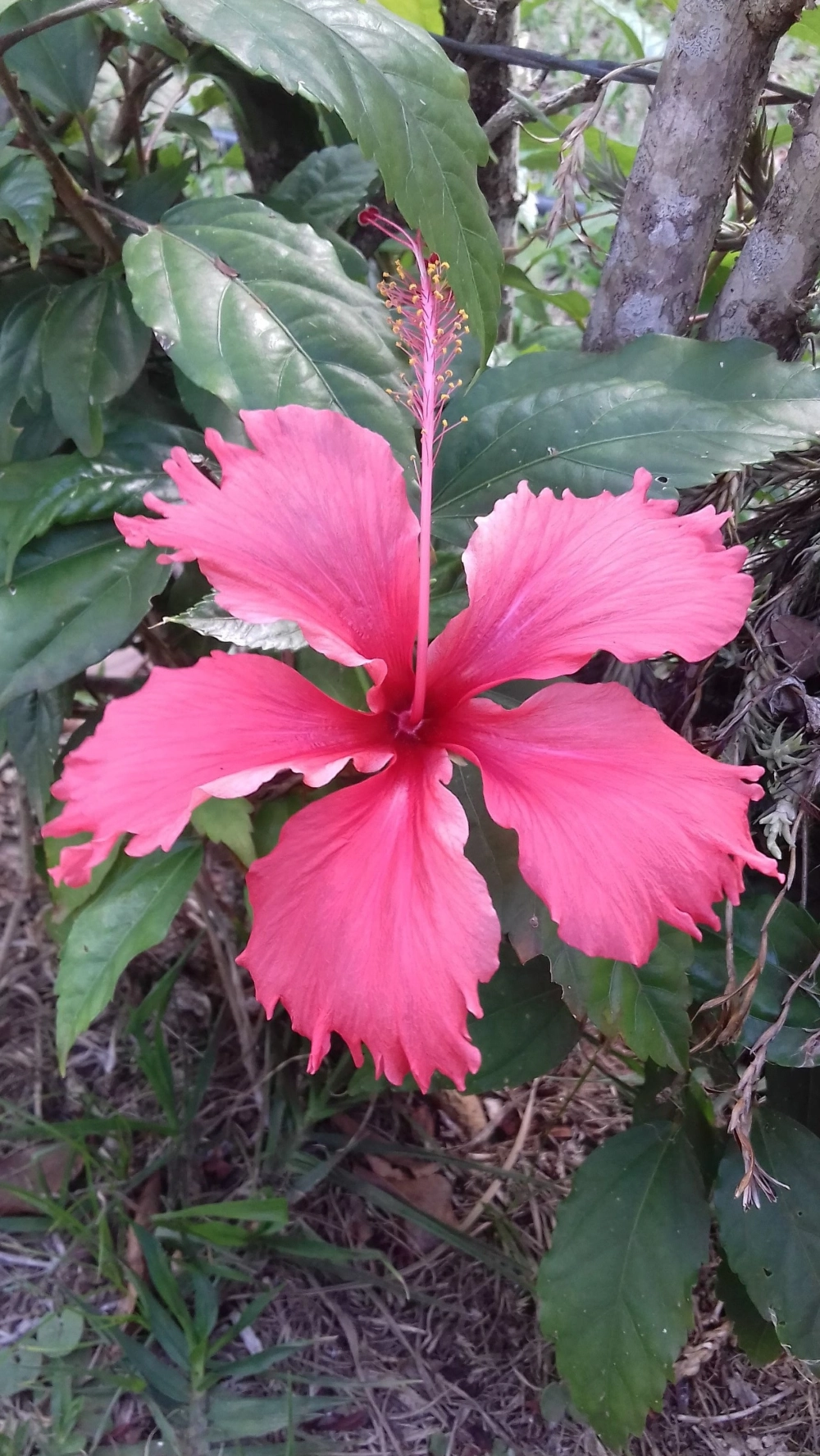 Hoa dâm bụt đẹp nhất khoe sắc rực rỡ