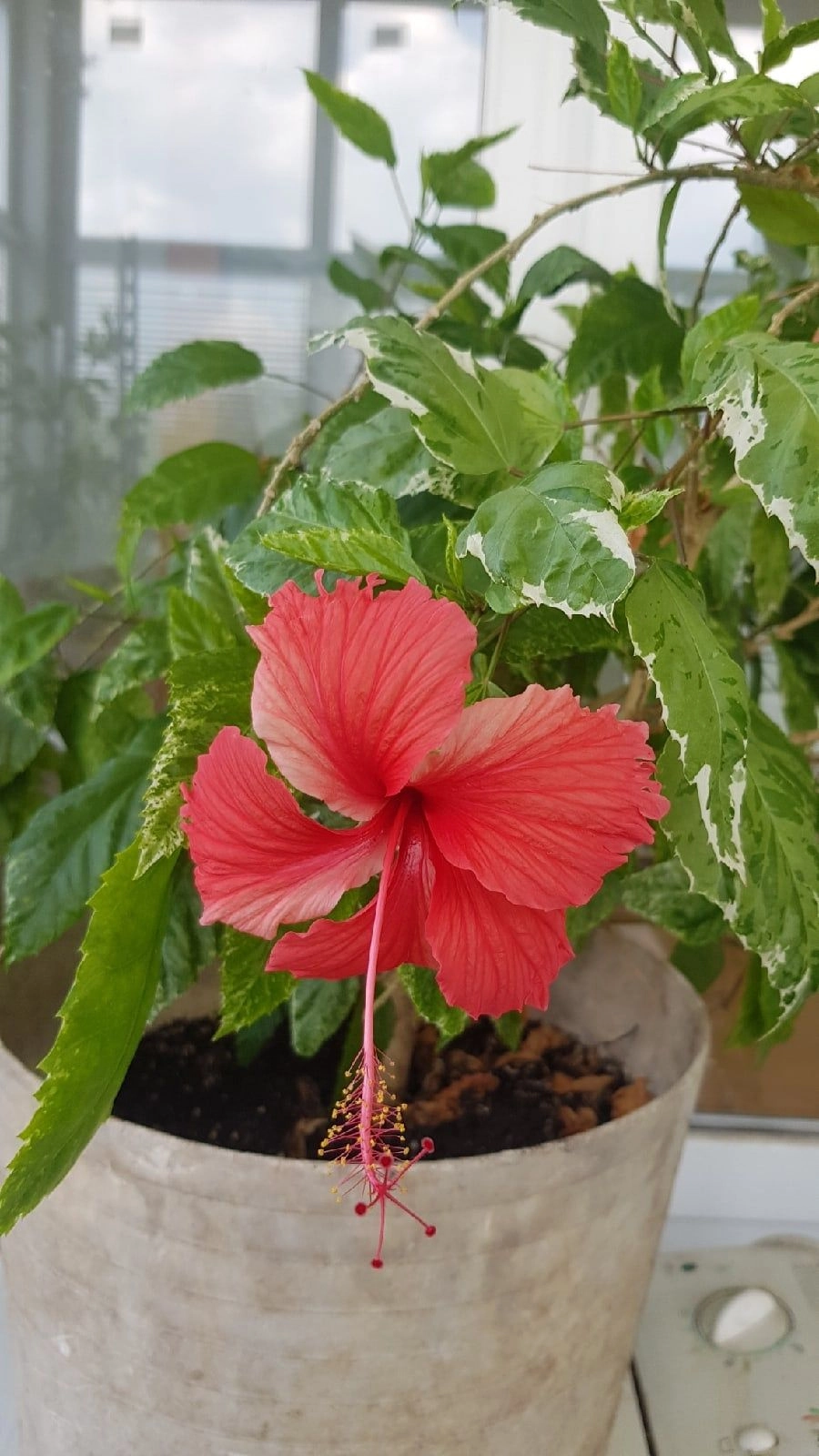 Nguồn gốc hoa dâm bụt gắn bó đời sống Việt