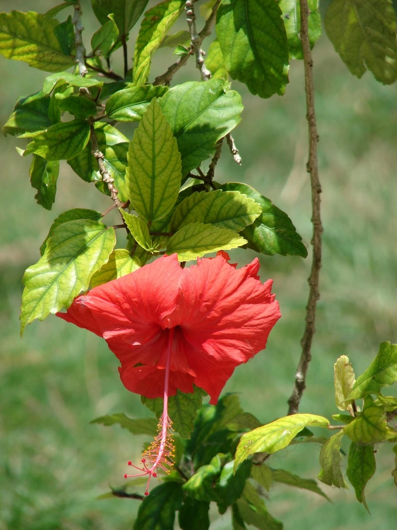 Giống hoa dâm bụt dễ trồng và chăm sóc