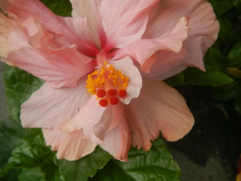 Ảnh nghệ thuật hoa dâm bụt đầy cảm xúc