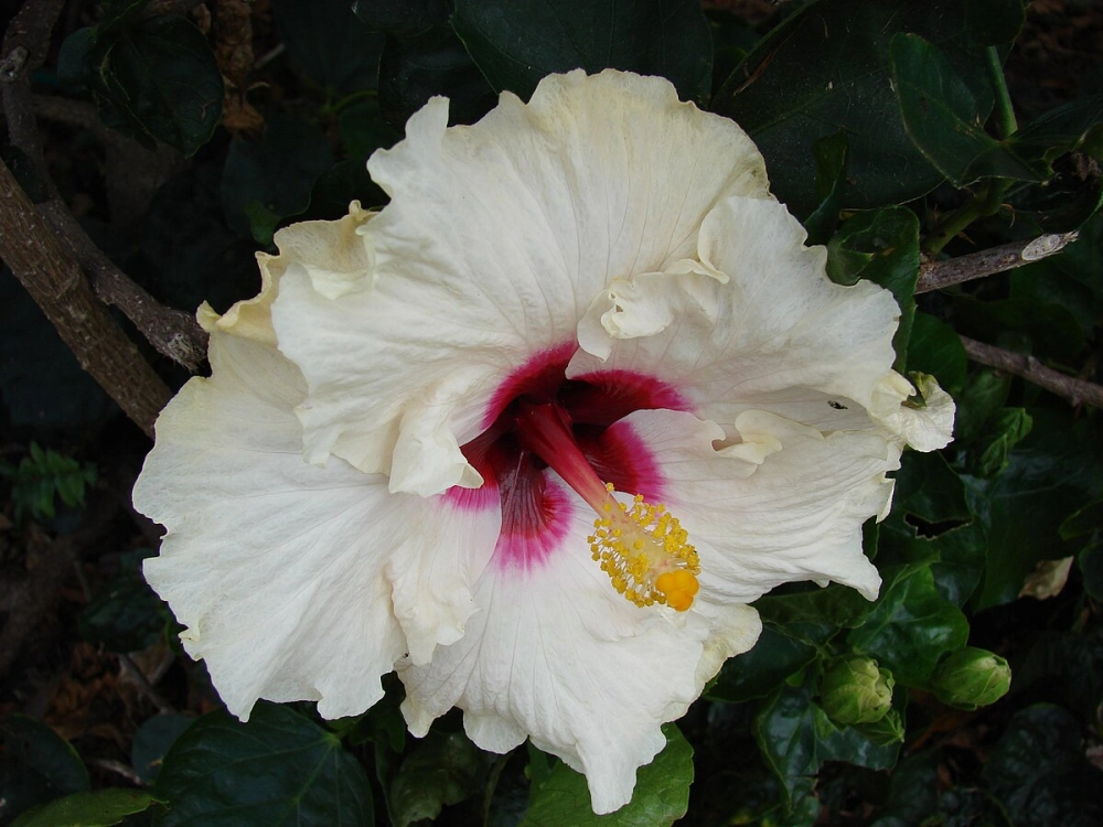 Bộ sưu tập hoa dâm bụt đa dạng sắc màu