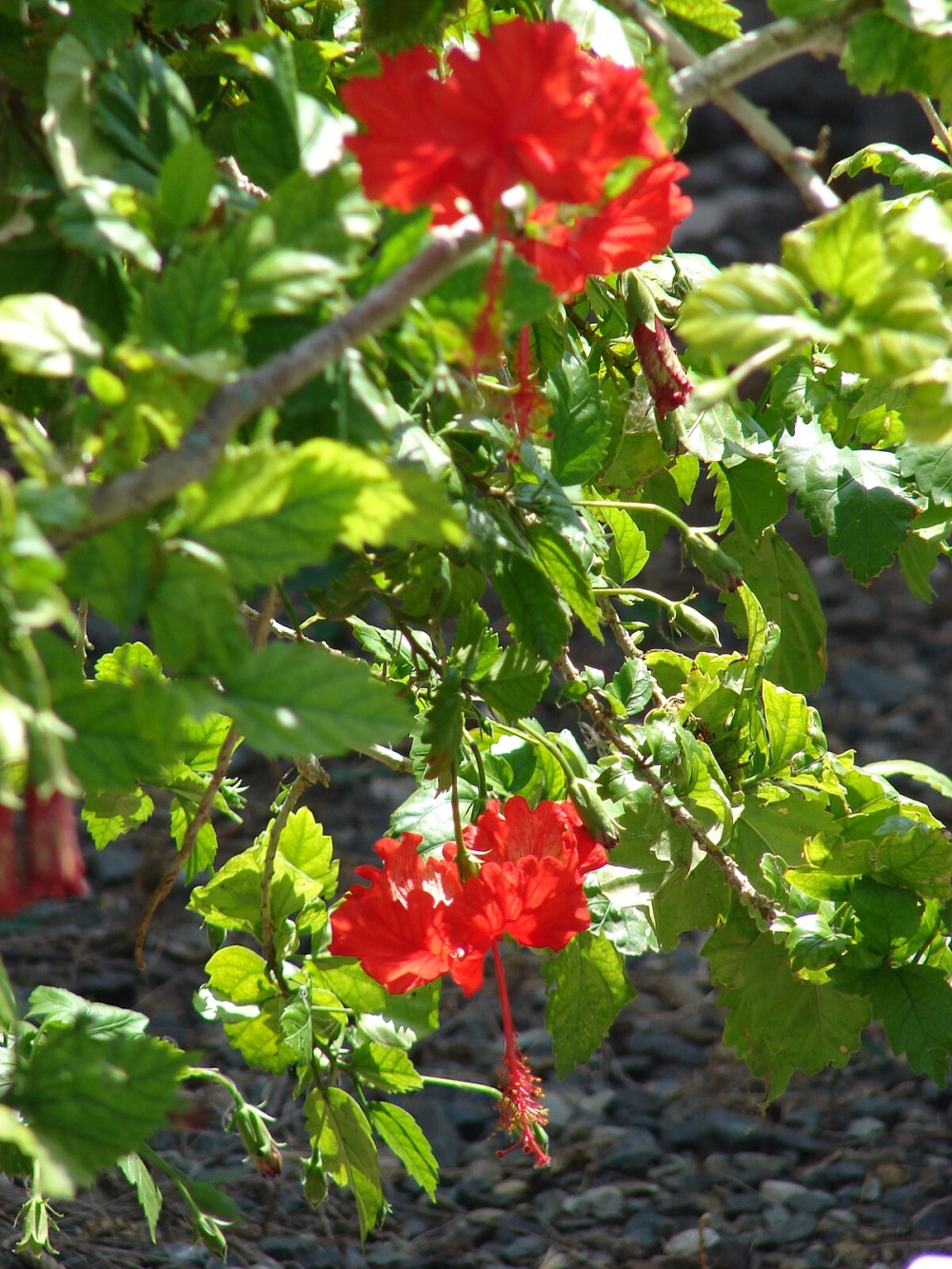 Mẫu hoa dâm bụt được yêu thích trang trí