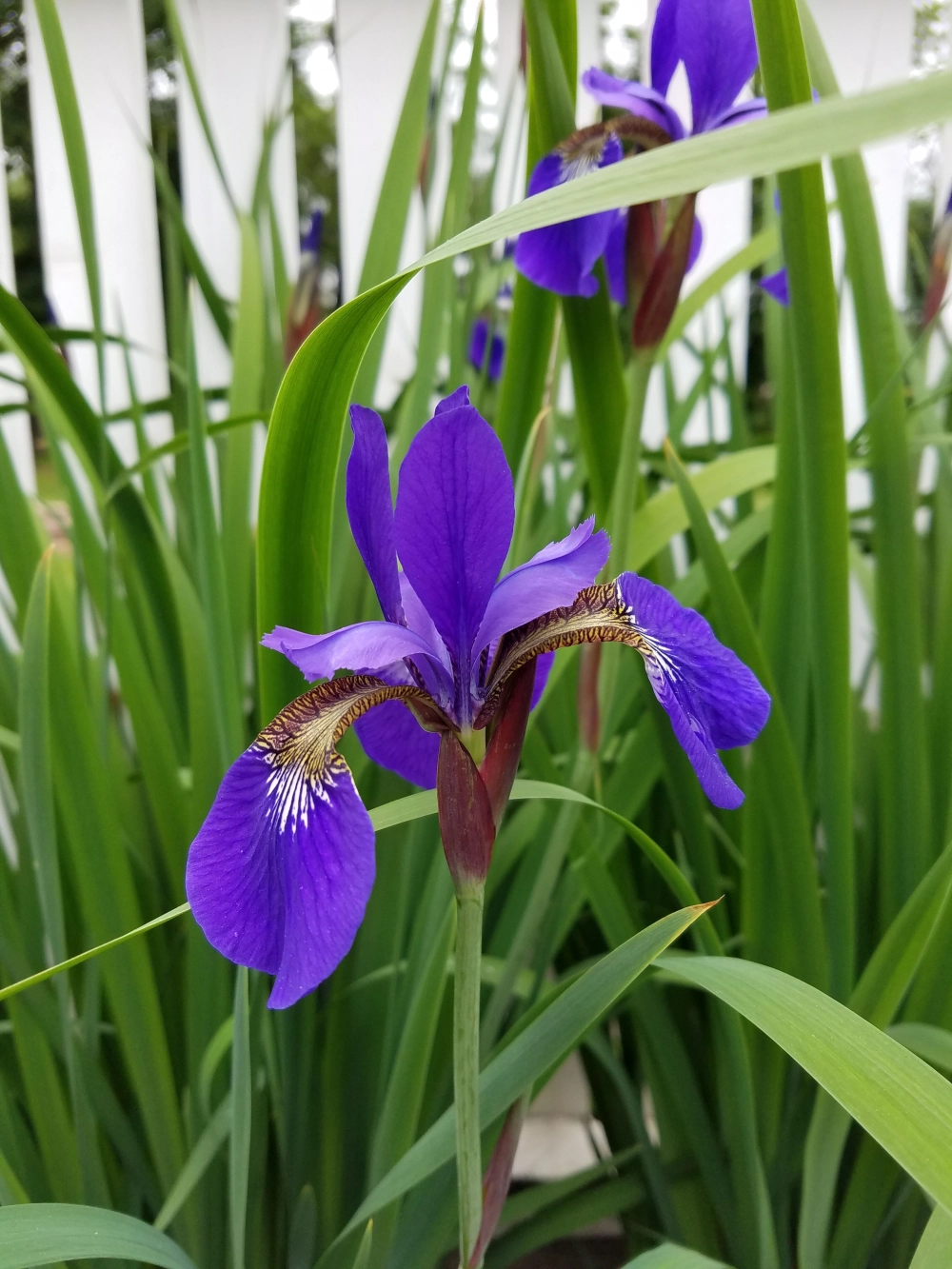 Background hoa diên vĩ mang nét đẹp nghệ thuật