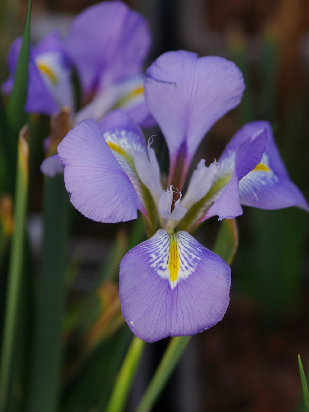 Xem ảnh hoa diên vĩ để cảm nhận vẻ đẹp thuần khiết