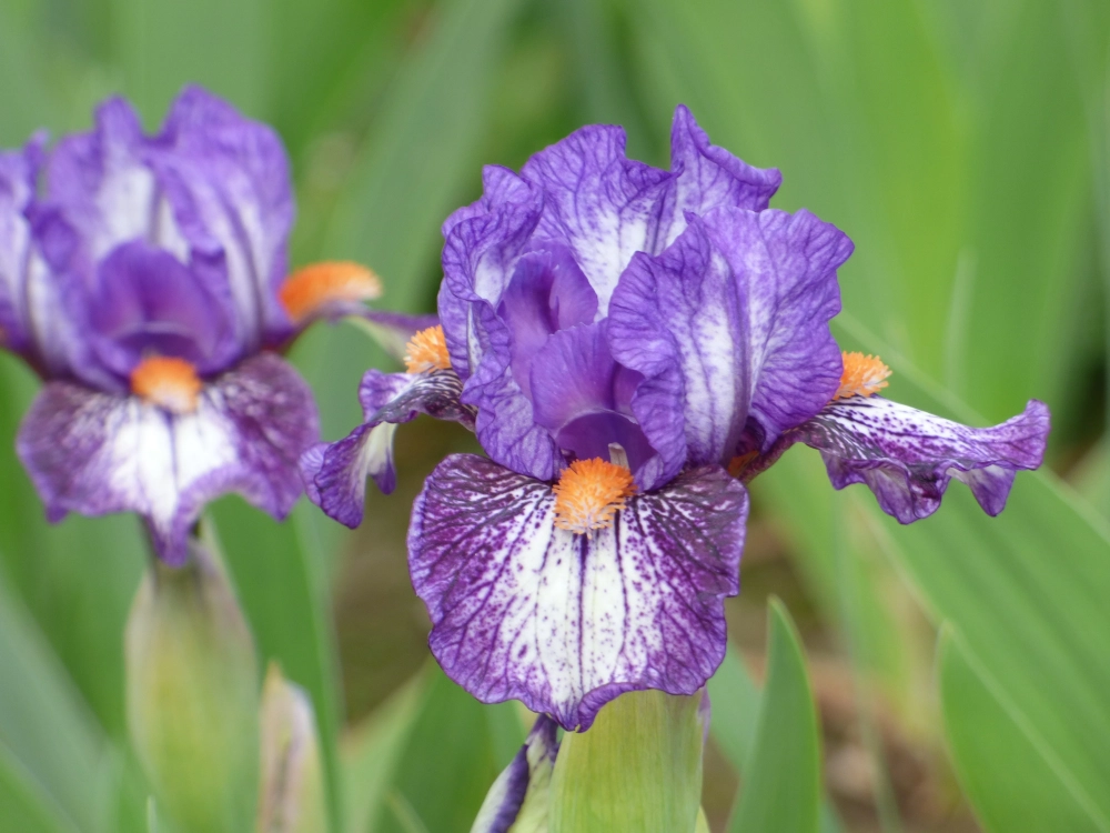 Hình nền hoa diên vĩ tạo cảm giác nhẹ nhàng thư giãn