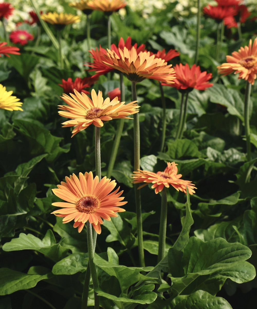 Hoa đồng tiền rực rỡ mang nguồn năng lượng tích cực