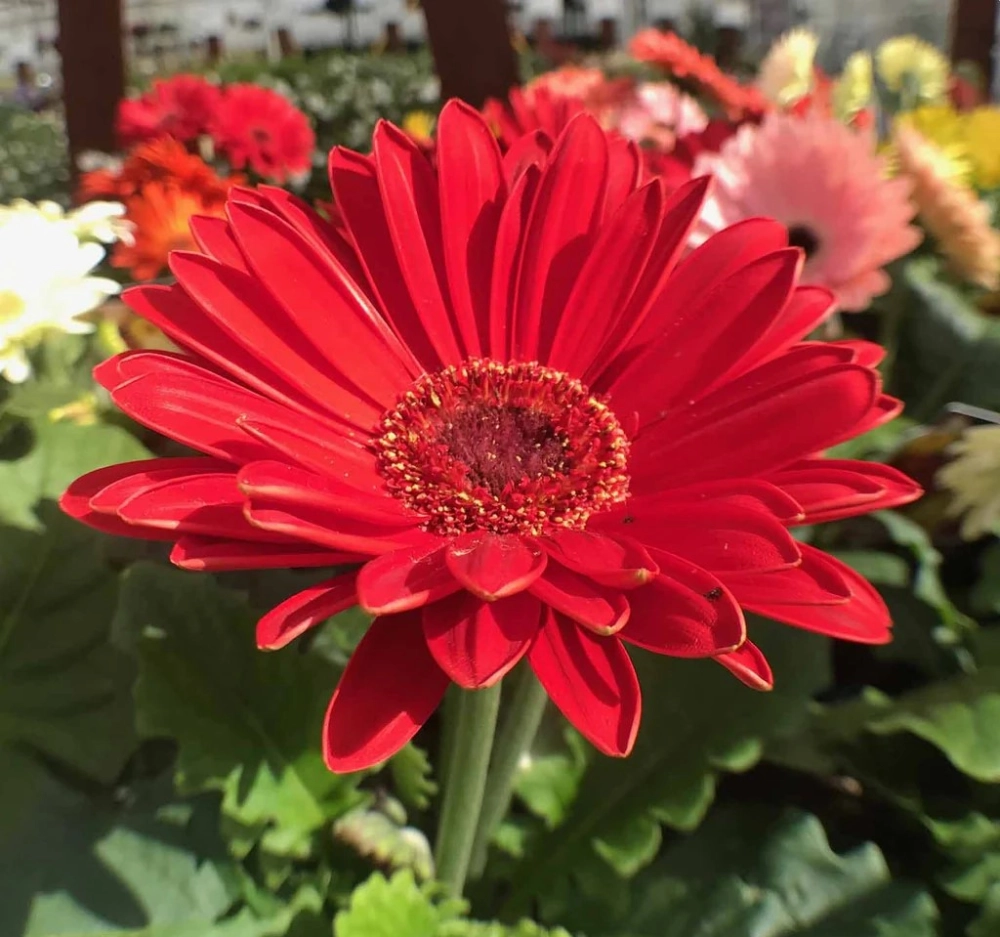 Cây hoa đồng tiền tươi tắn tô điểm không gian sống