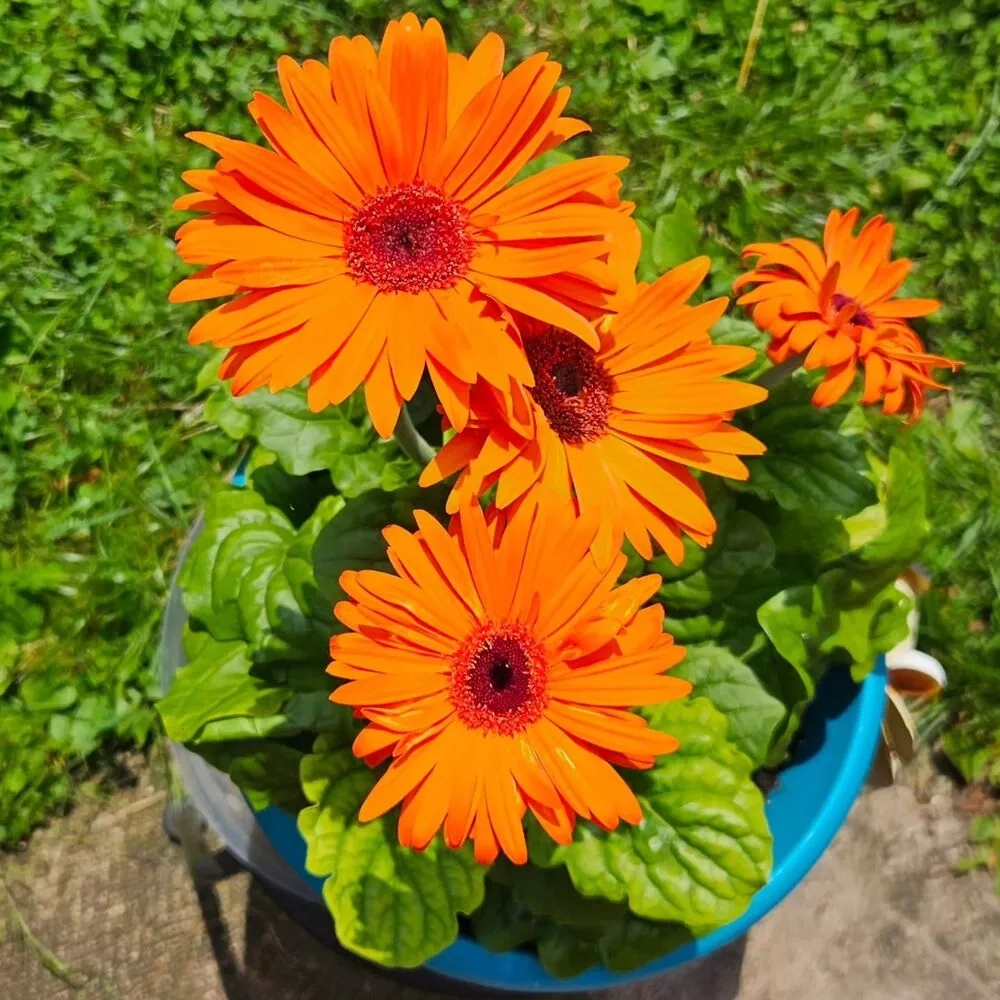 Bộ sưu tập hoa đồng tiền hội tụ sắc màu đẹp