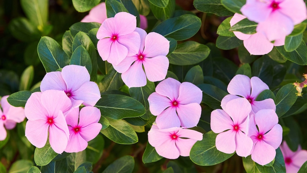 Hoa dừa cạn nhỏ xinh khoe sắc bền bỉ