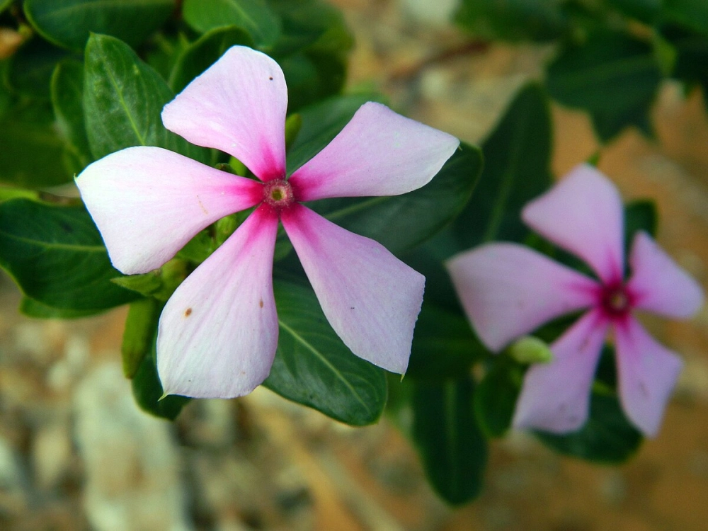 Dừa cạn giản dị mang vẻ đẹp thân quen