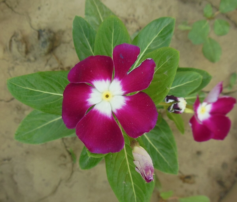 Ý nghĩa hoa dừa cạn tượng trưng nghị lực