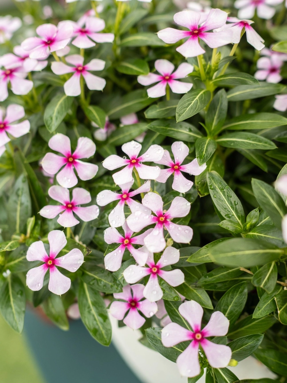 Các loại hoa dừa cạn đa sắc cuốn hút