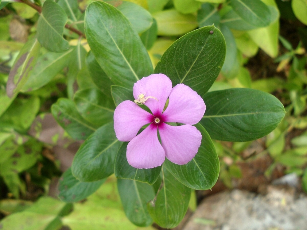 Ảnh hoa dừa cạn ghi lại nét đẹp mộc