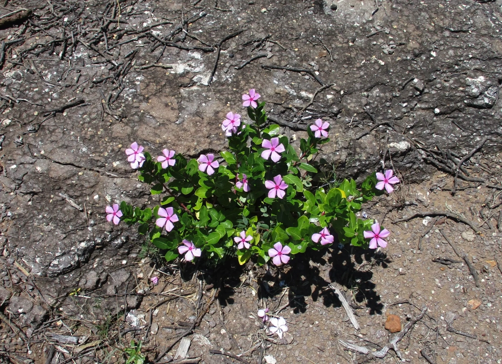 Hoa dừa cạn đứng gọn gàng đầy sức sống