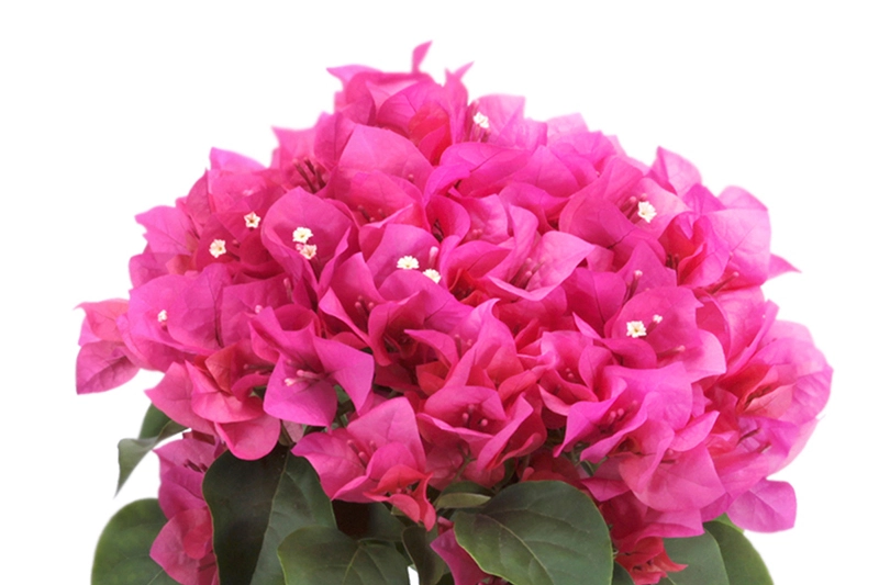 Bông hoa giấy mỏng manh mà cuốn hút