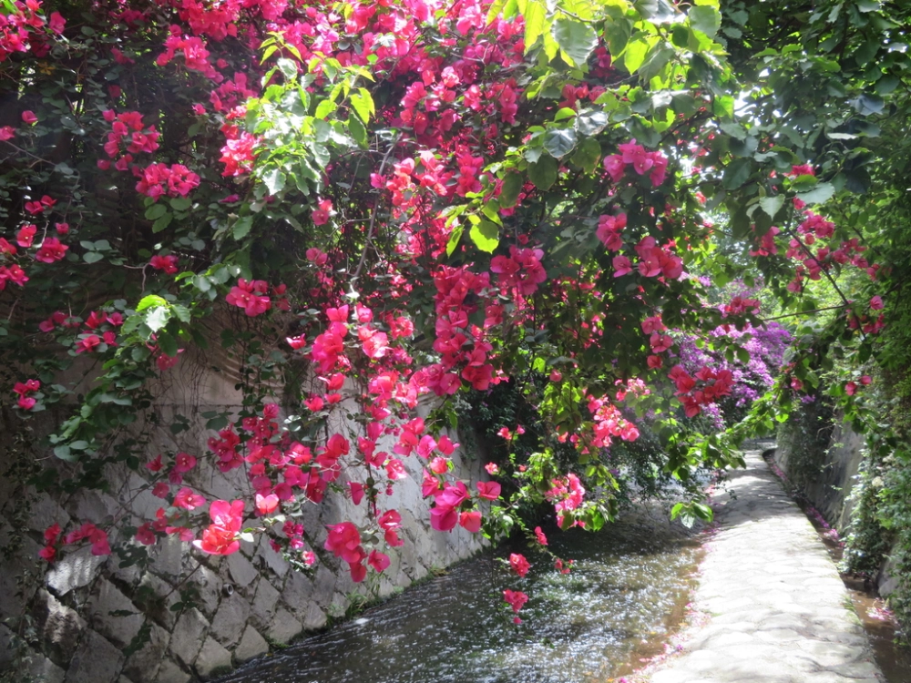 Mẫu hoa giấy đẹp được yêu thích trang trí nhà