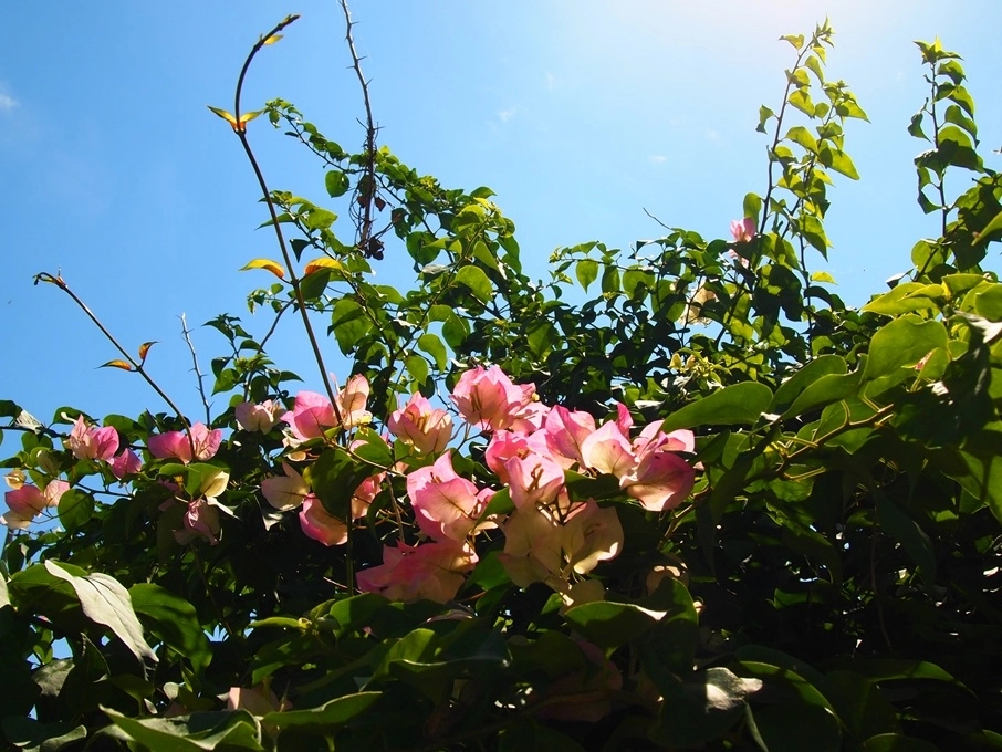 Hình nền hoa giấy mang cảm giác tươi mới