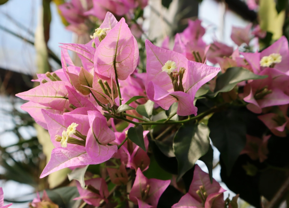 Vườn hoa giấy rực rỡ đầy cảm hứng thiên nhiên