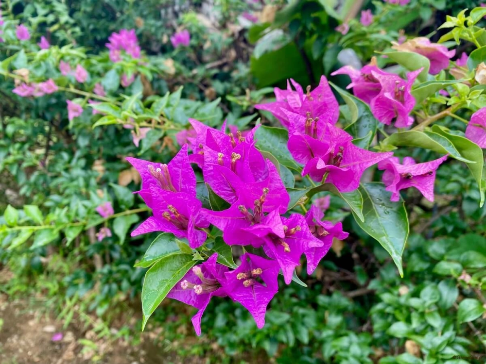 Hoa giấy bonsai nhỏ gọn tinh tế nghệ thuật