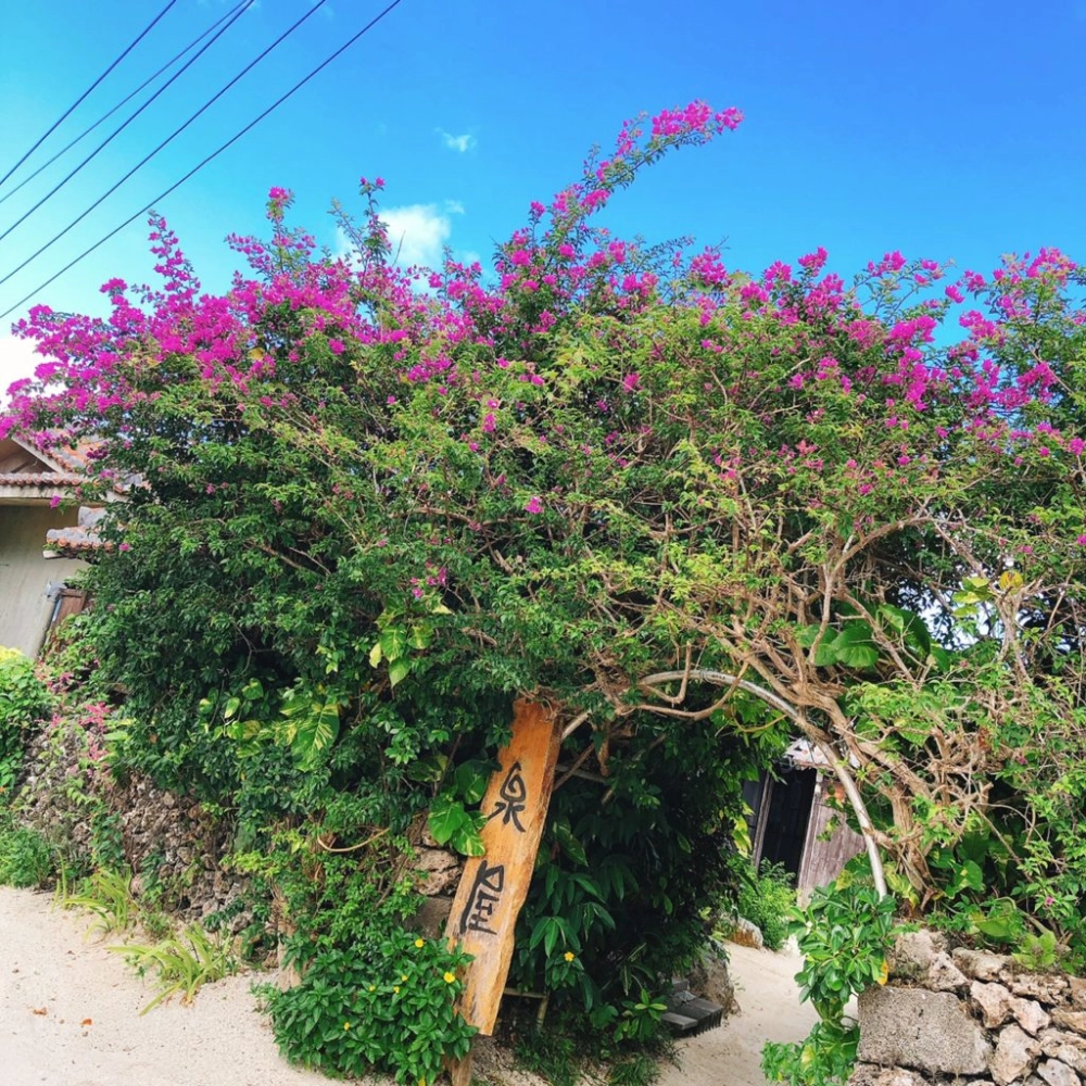 Giàn hoa giấy phủ kín lối đi đầy thơ mộng