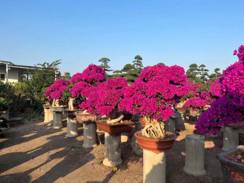 Các loại hoa giấy đa sắc đầy sức sống