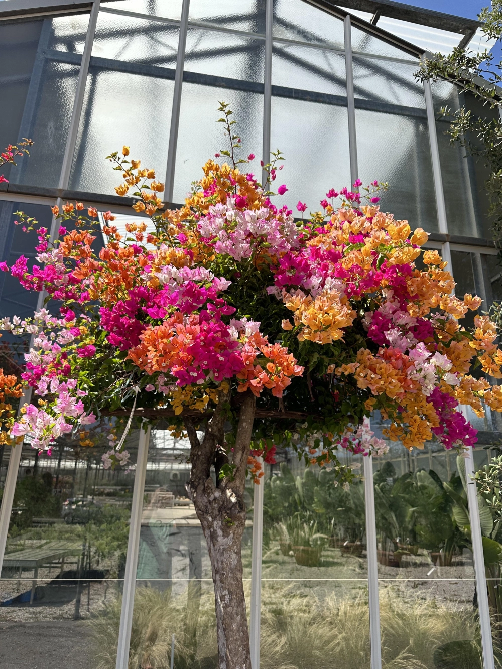 Chậu hoa giấy ngũ sắc làm bừng sáng góc nhà