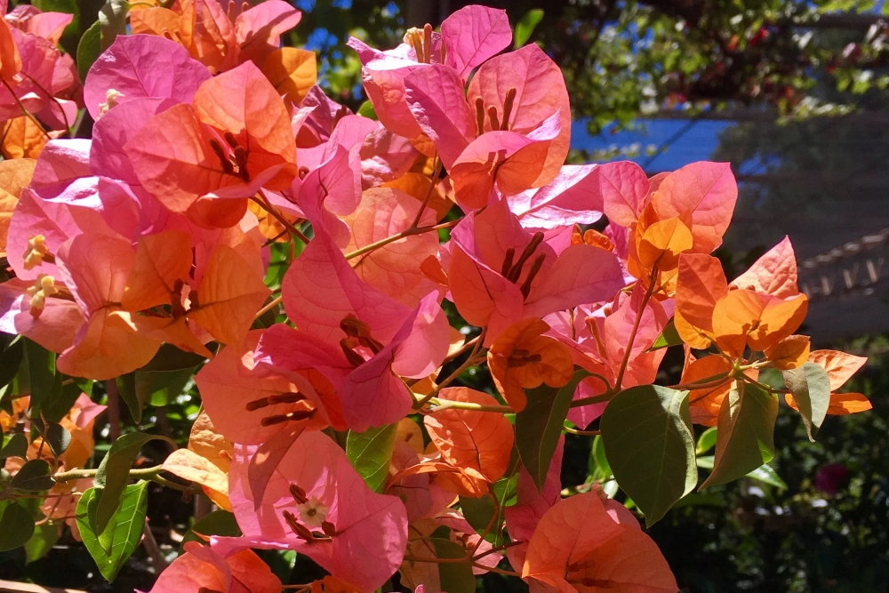 Giống hoa giấy ngũ sắc được nhiều người yêu thích