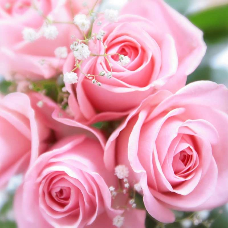 Background hoa hồng mang sắc màu nghệ thuật tinh tế