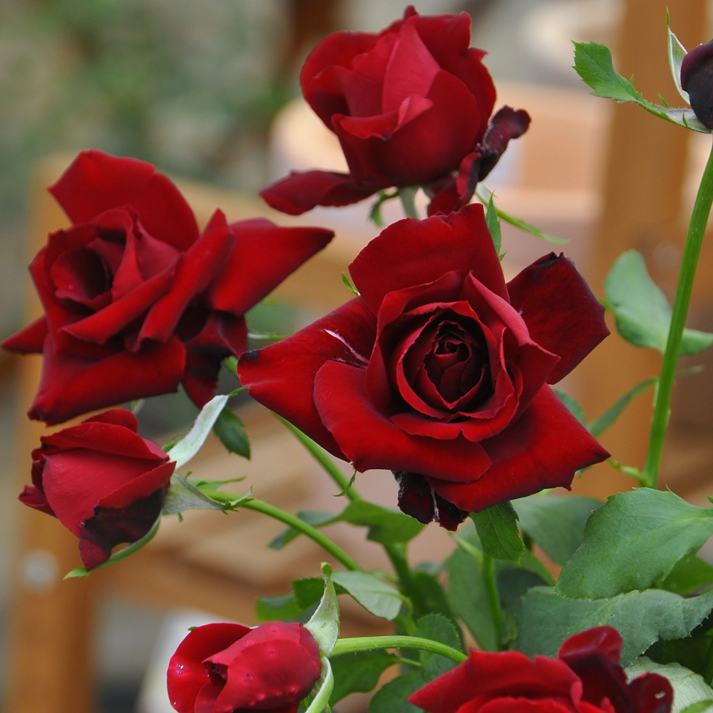 Vườn hoa hồng rực rỡ tràn đầy sức sống