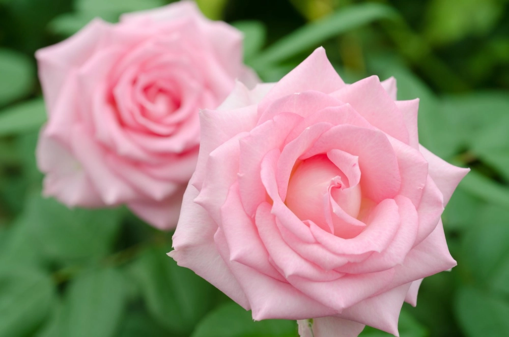 Bộ sưu tập hoa hồng hội tụ vẻ đẹp tinh túy