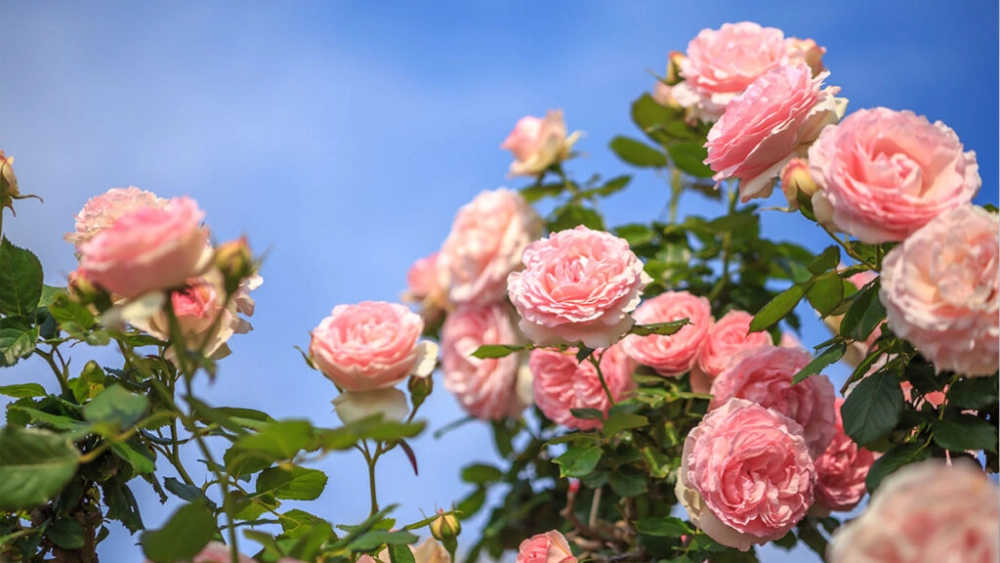 Hoa hồng leo khoe sắc mềm mại giữa không gian xanh