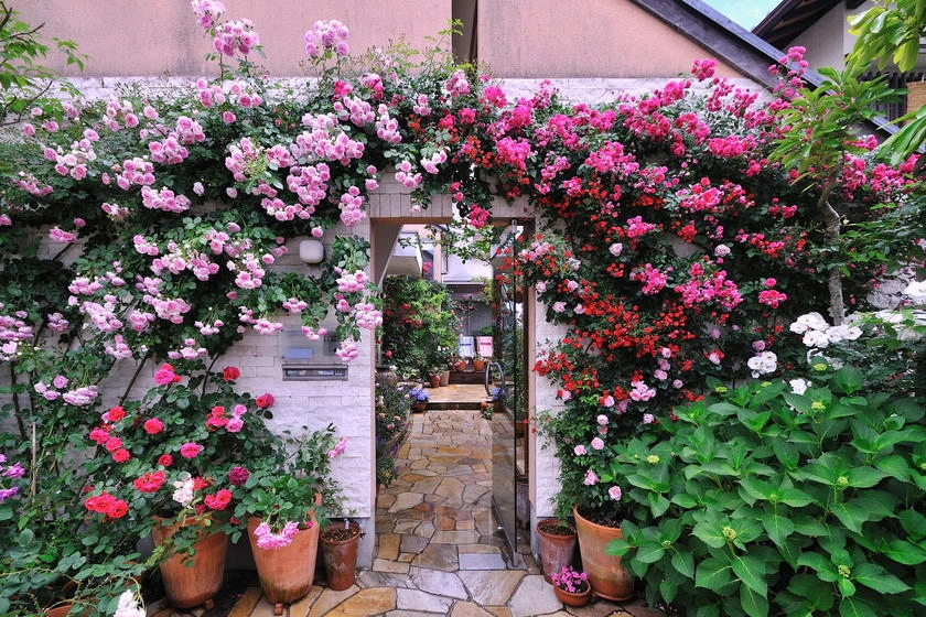 Chăm sóc hoa hồng leo đúng cách cho hoa bền đẹp