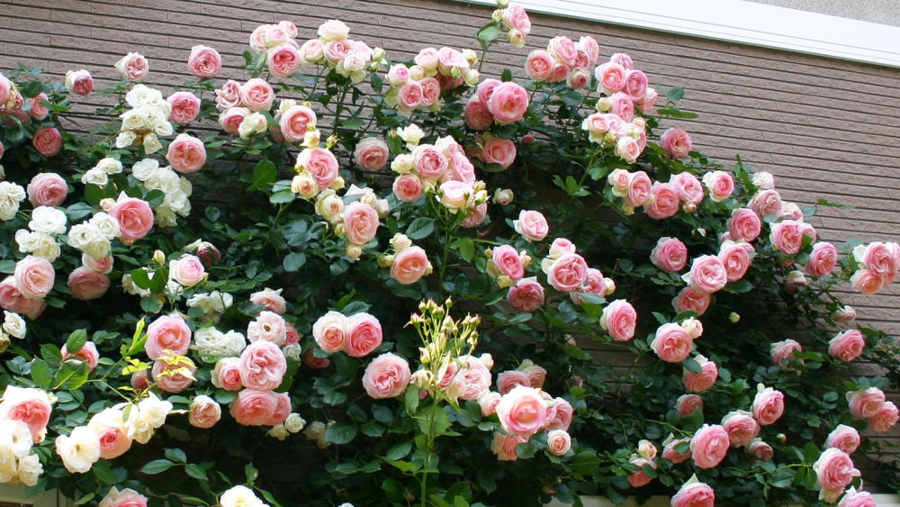 Kỹ thuật trồng hoa hồng leo quyết định độ sai hoa