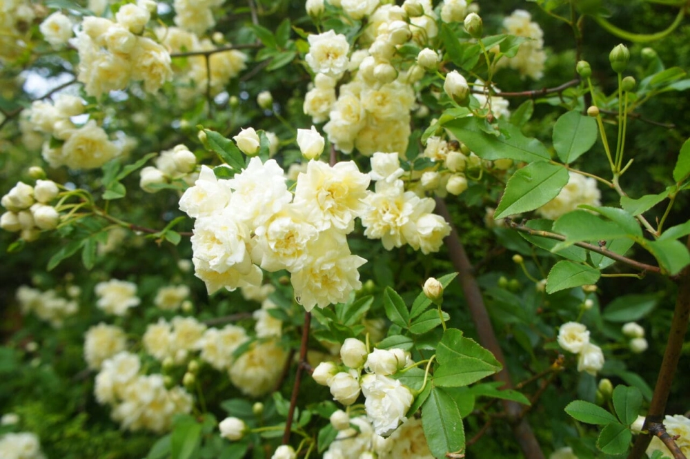 Giàn hoa hồng leo mang vẻ đẹp cổ điển tinh tế