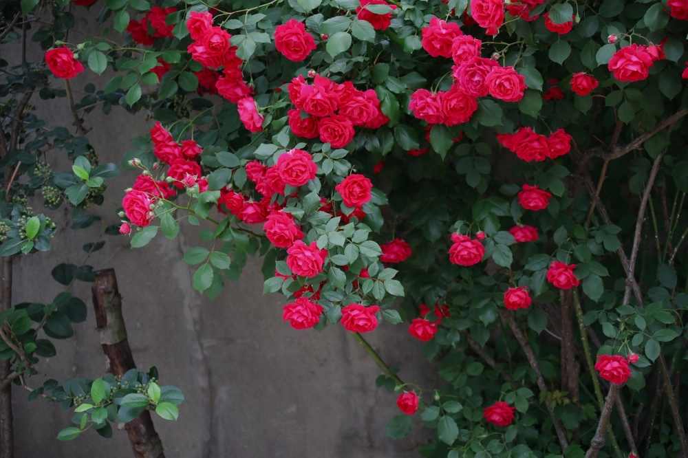 Làm giàn hoa hồng leo giúp không gian thêm nổi bật