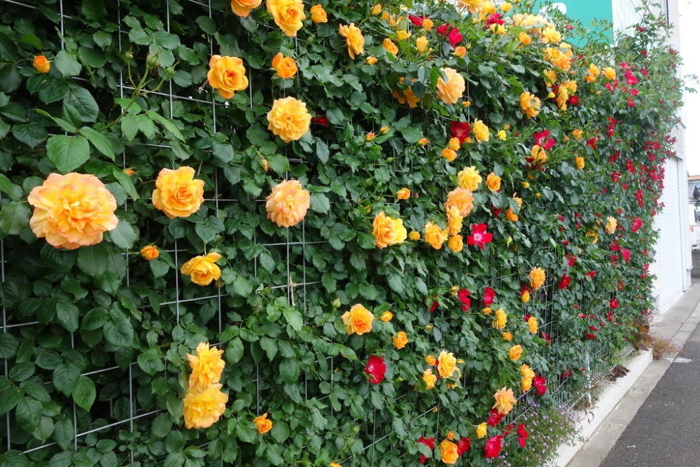 Hoa hồng leo nở quanh năm tạo cảnh quan rực rỡ