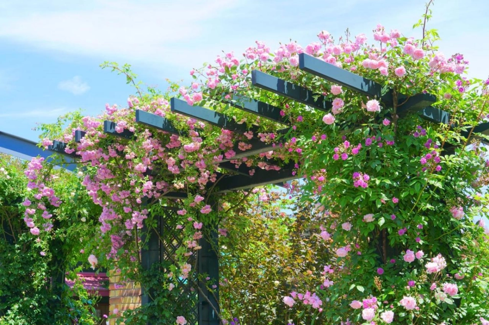 Ảnh giàn hoa hồng leo nổi bật trong ánh nắng